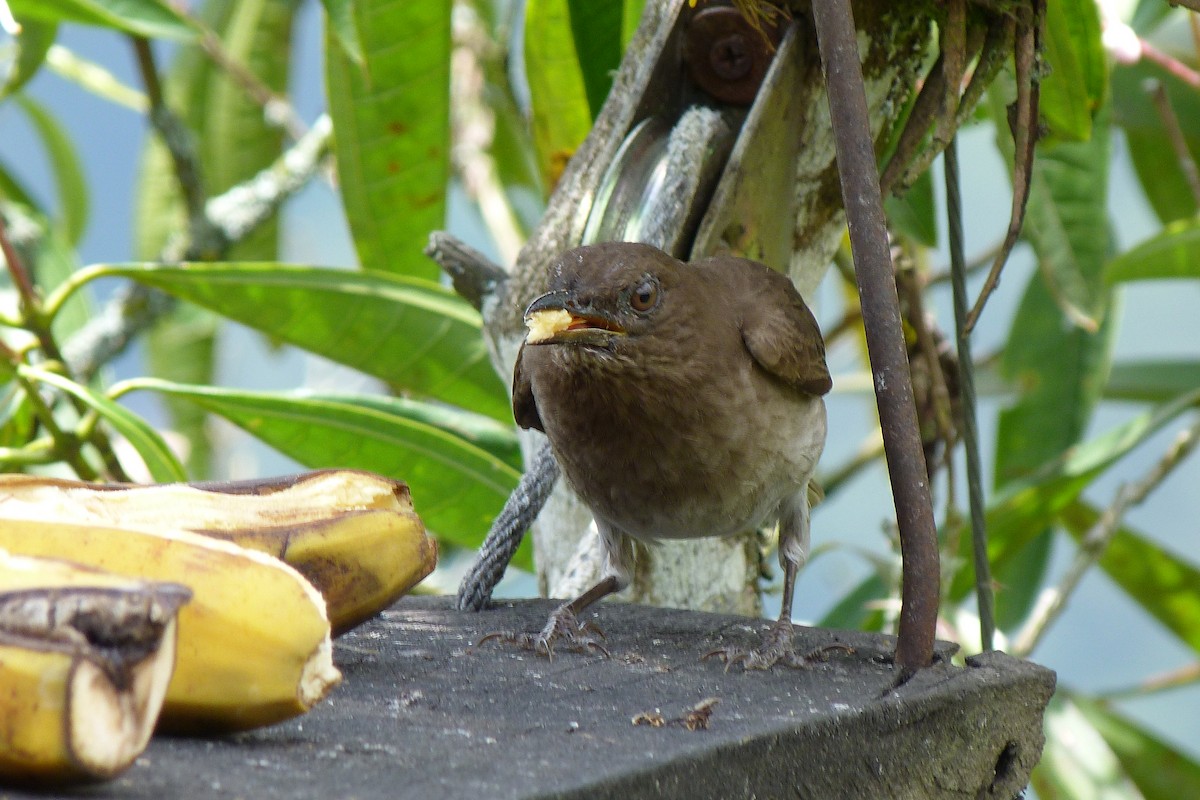 Black-billed Thrush - ML625129084