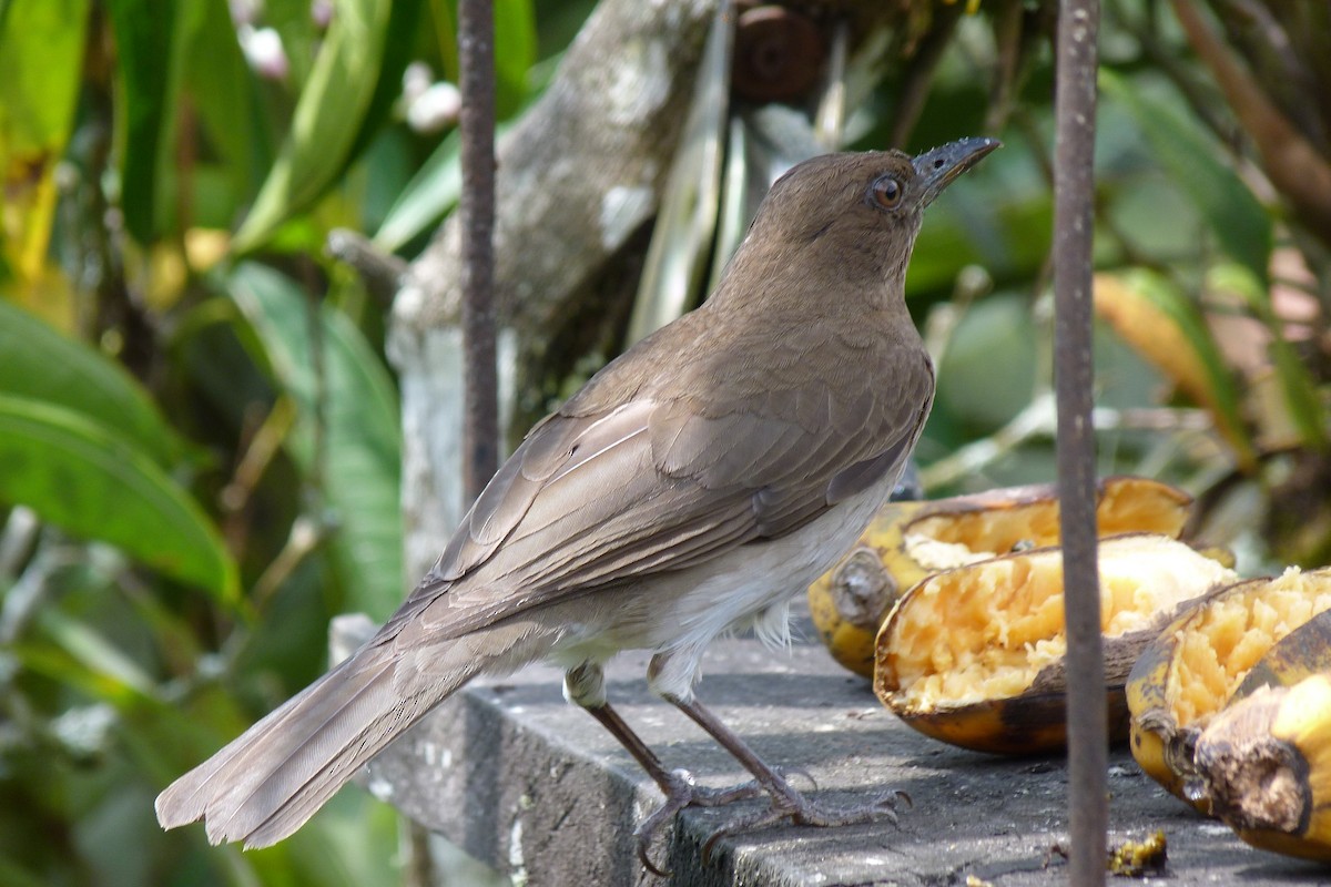 Black-billed Thrush - ML625129085