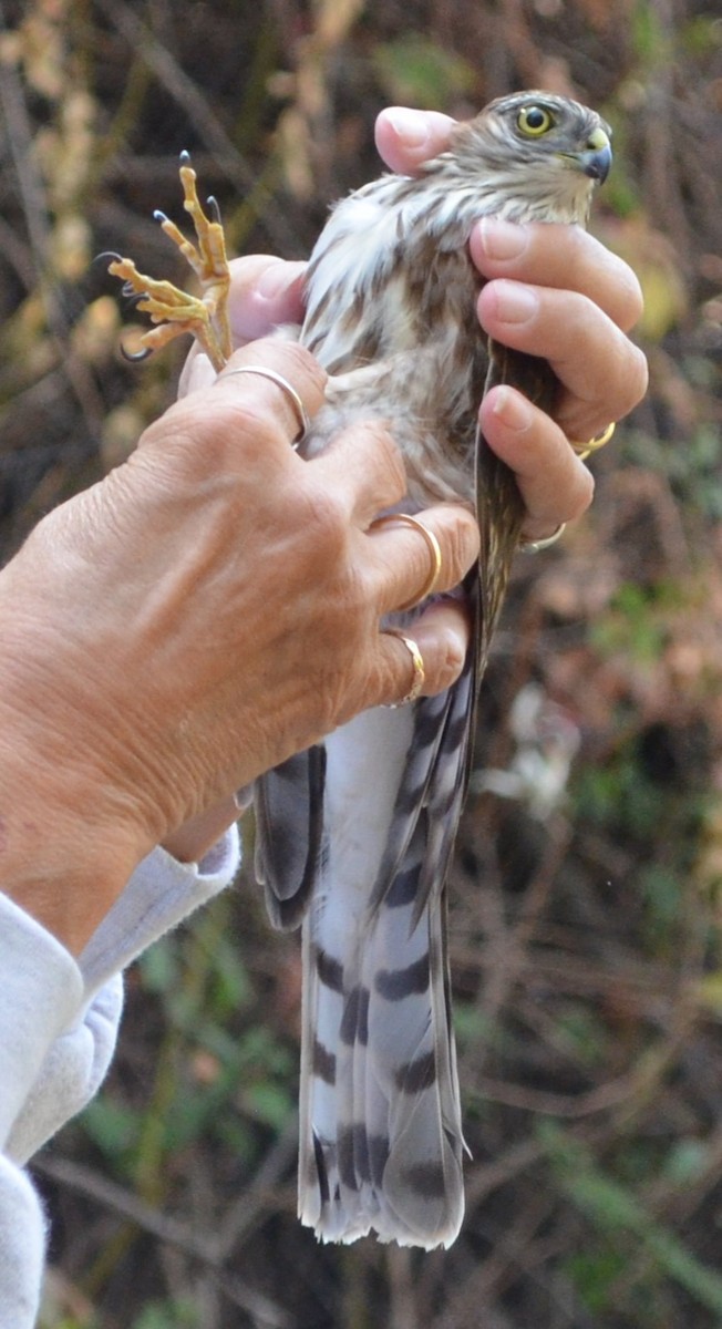 Sharp-shinned Hawk - ML625129180