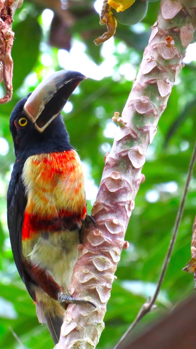 Collared Aracari - ML625129261