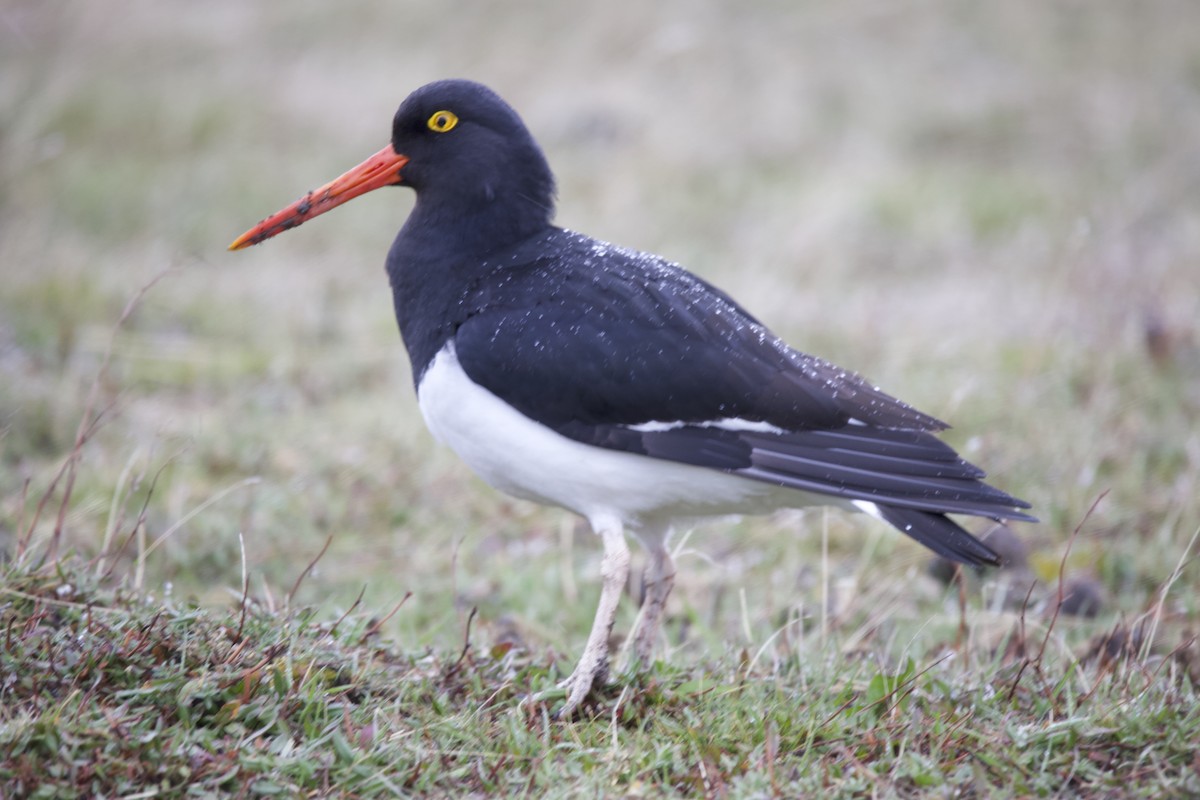 Magellanic Oystercatcher - ML625129332