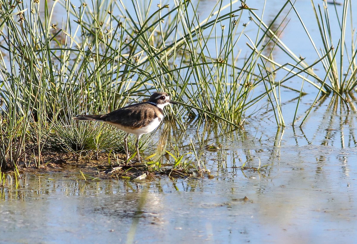 Killdeer - ML625129339