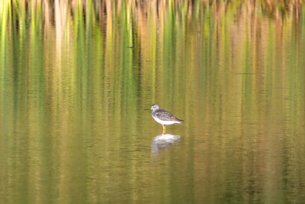 Greater Yellowlegs - ML625129343