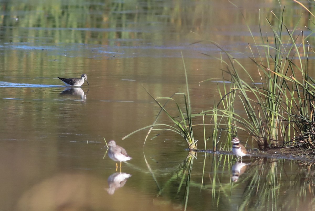 Greater Yellowlegs - ML625129344