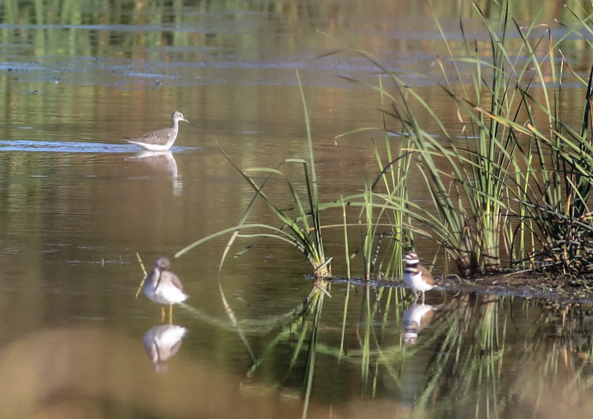 Greater Yellowlegs - ML625129345