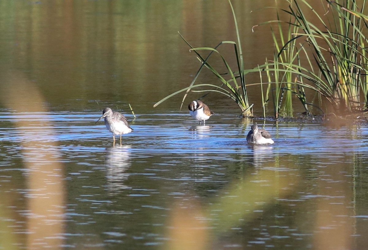 Greater Yellowlegs - ML625129346