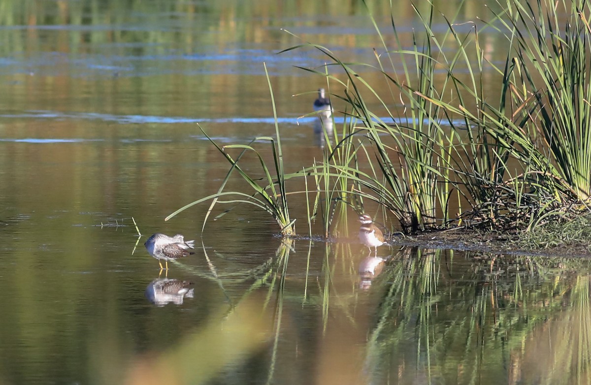 Greater Yellowlegs - ML625129347