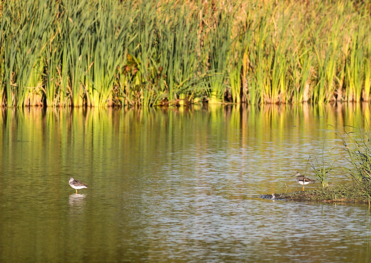 Greater Yellowlegs - ML625129348