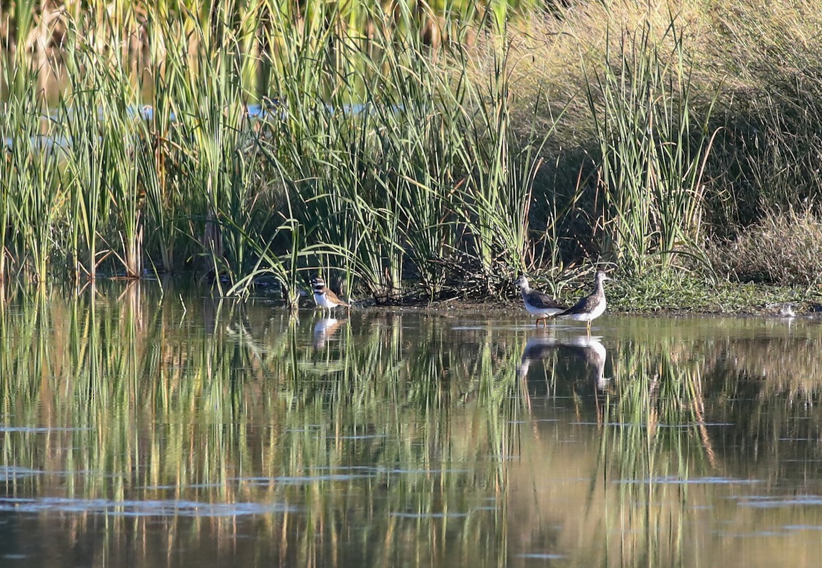 Greater Yellowlegs - ML625129349