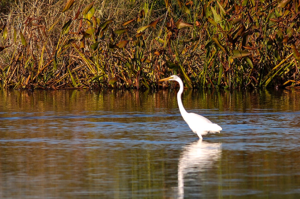 Great Egret - ML625129354