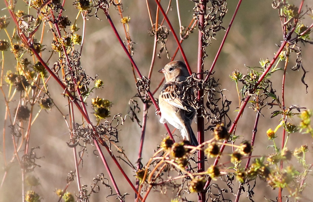 Field Sparrow - ML625129363