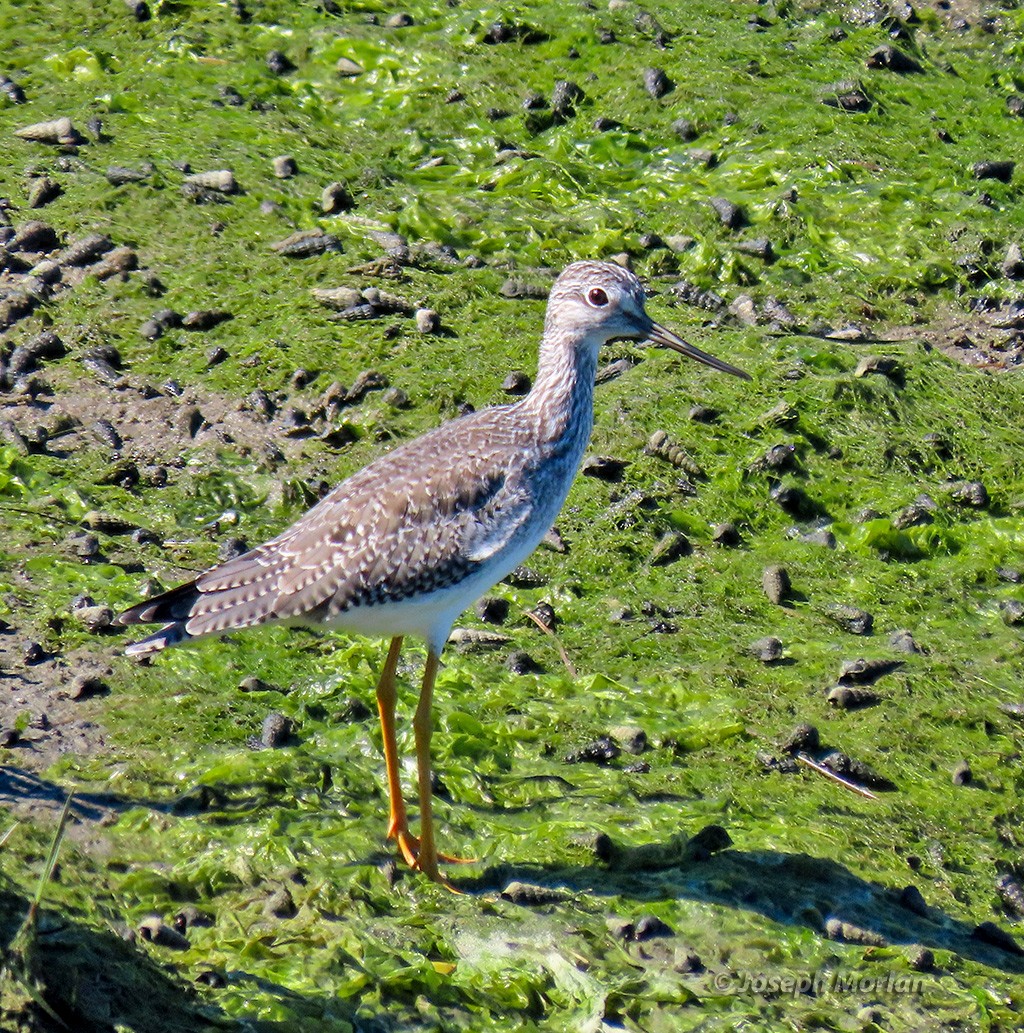 Lesser/Greater Yellowlegs - ML625129439