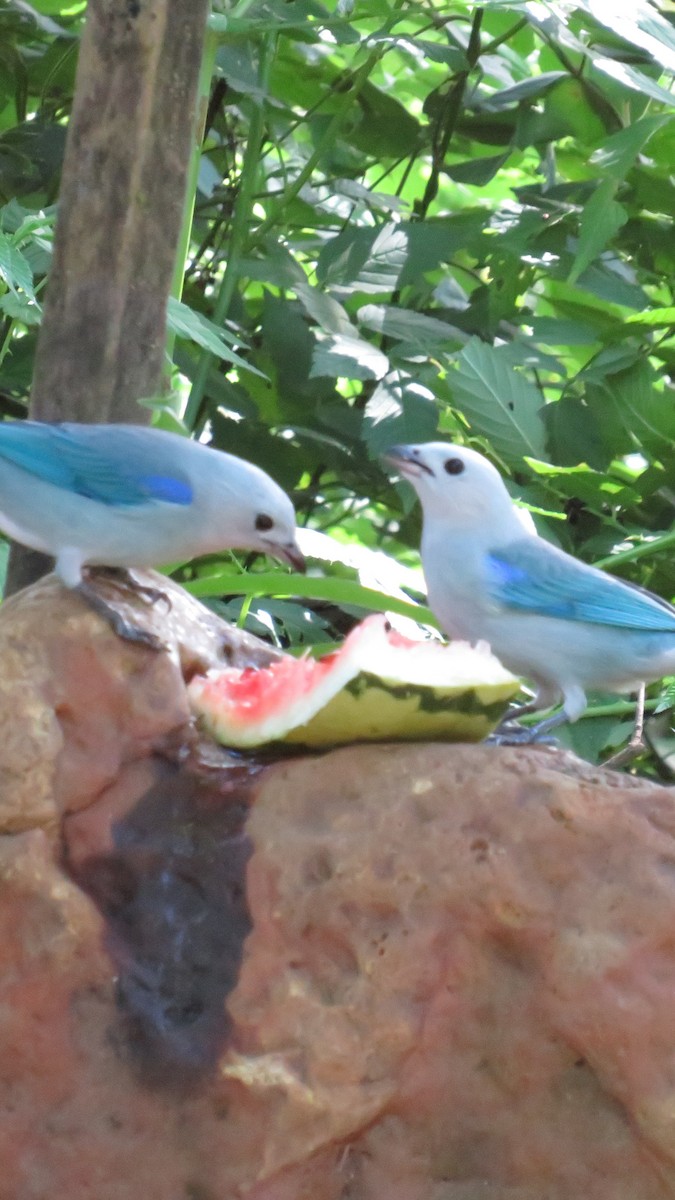 Blue-gray Tanager - ML625129448