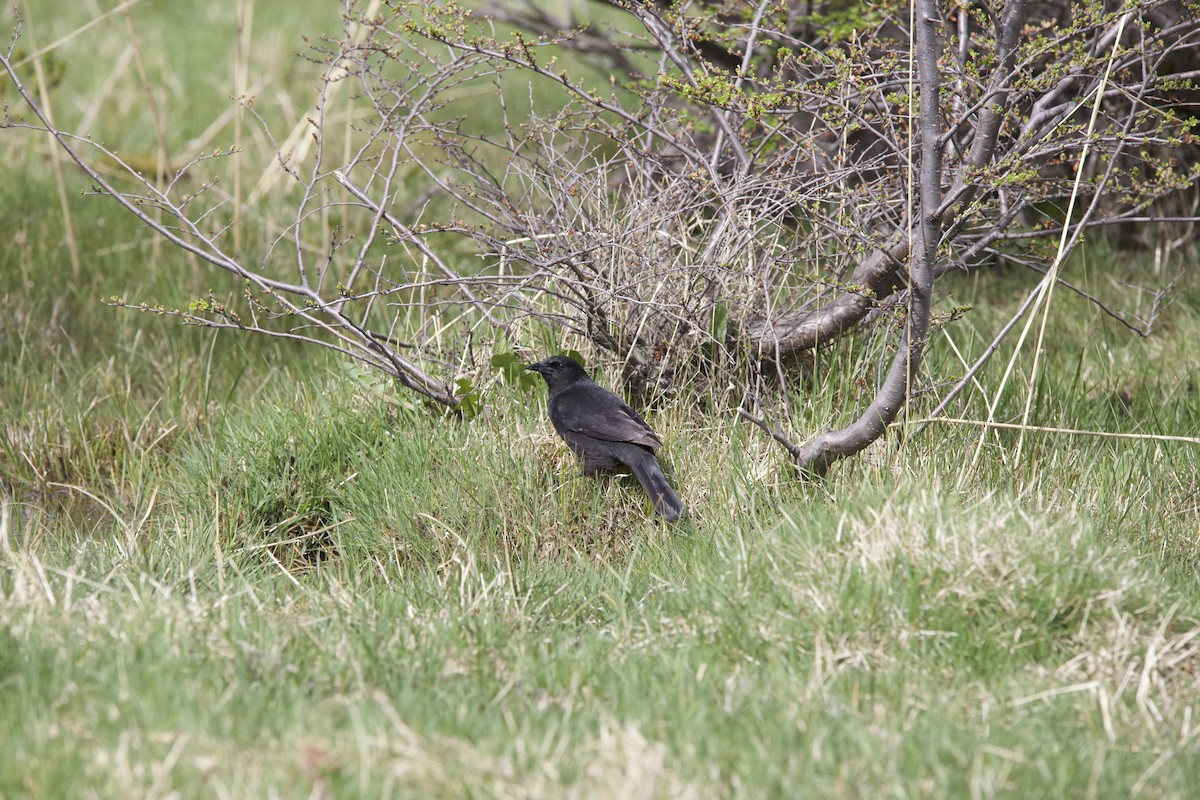 Austral Blackbird - ML625129468