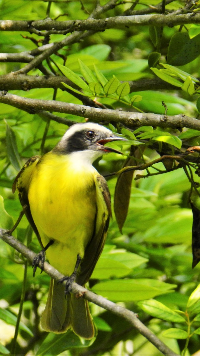 Social Flycatcher - ML625129478