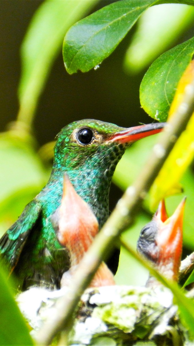 Rufous-tailed Hummingbird - ML625129522