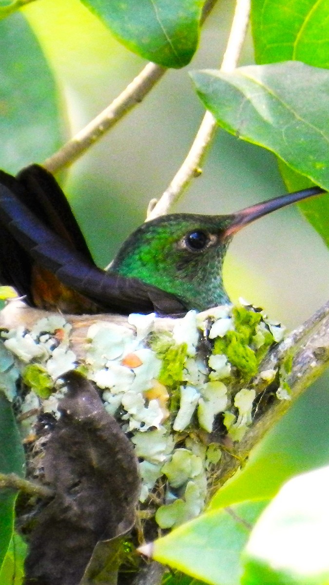 Rufous-tailed Hummingbird - ML625129550