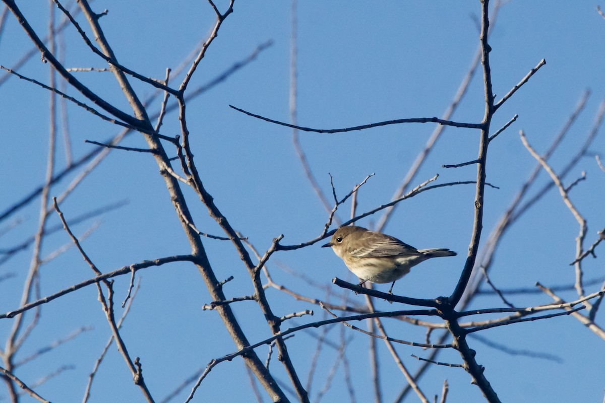 Yellow-rumped Warbler (Audubon's) - ML625129572