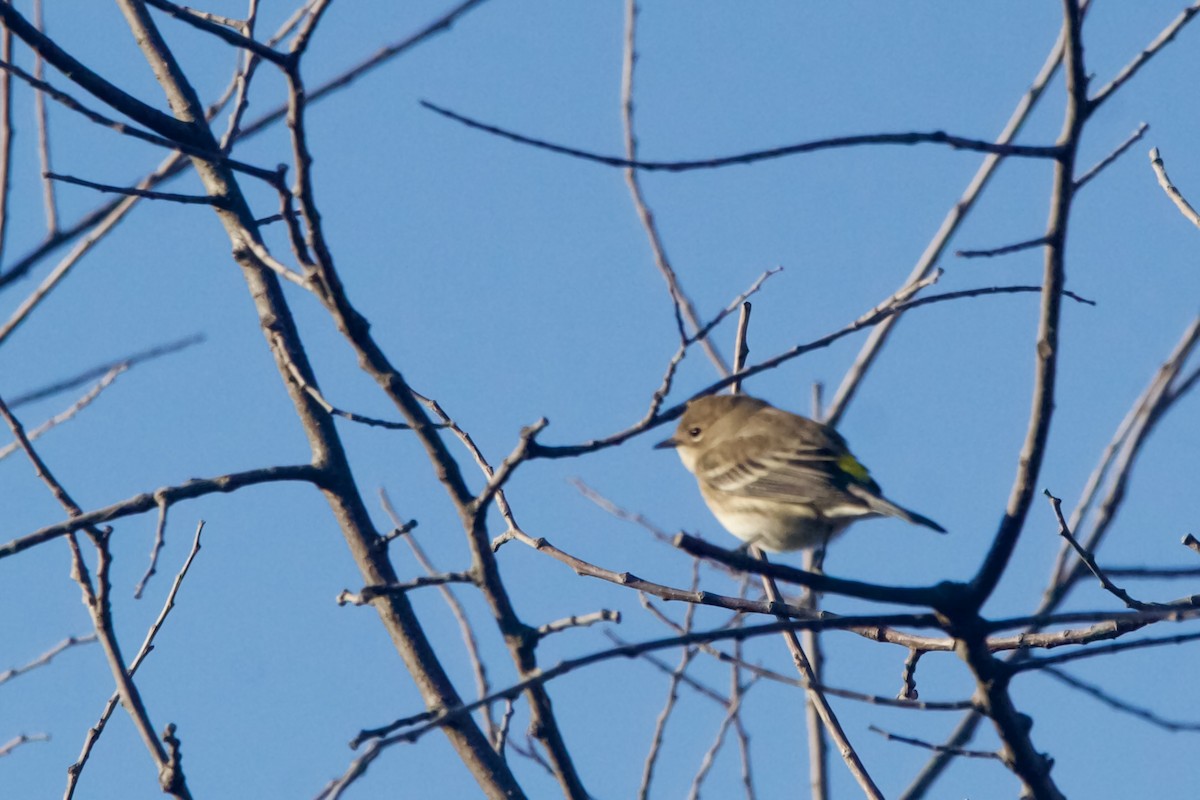 Yellow-rumped Warbler (Audubon's) - ML625129573