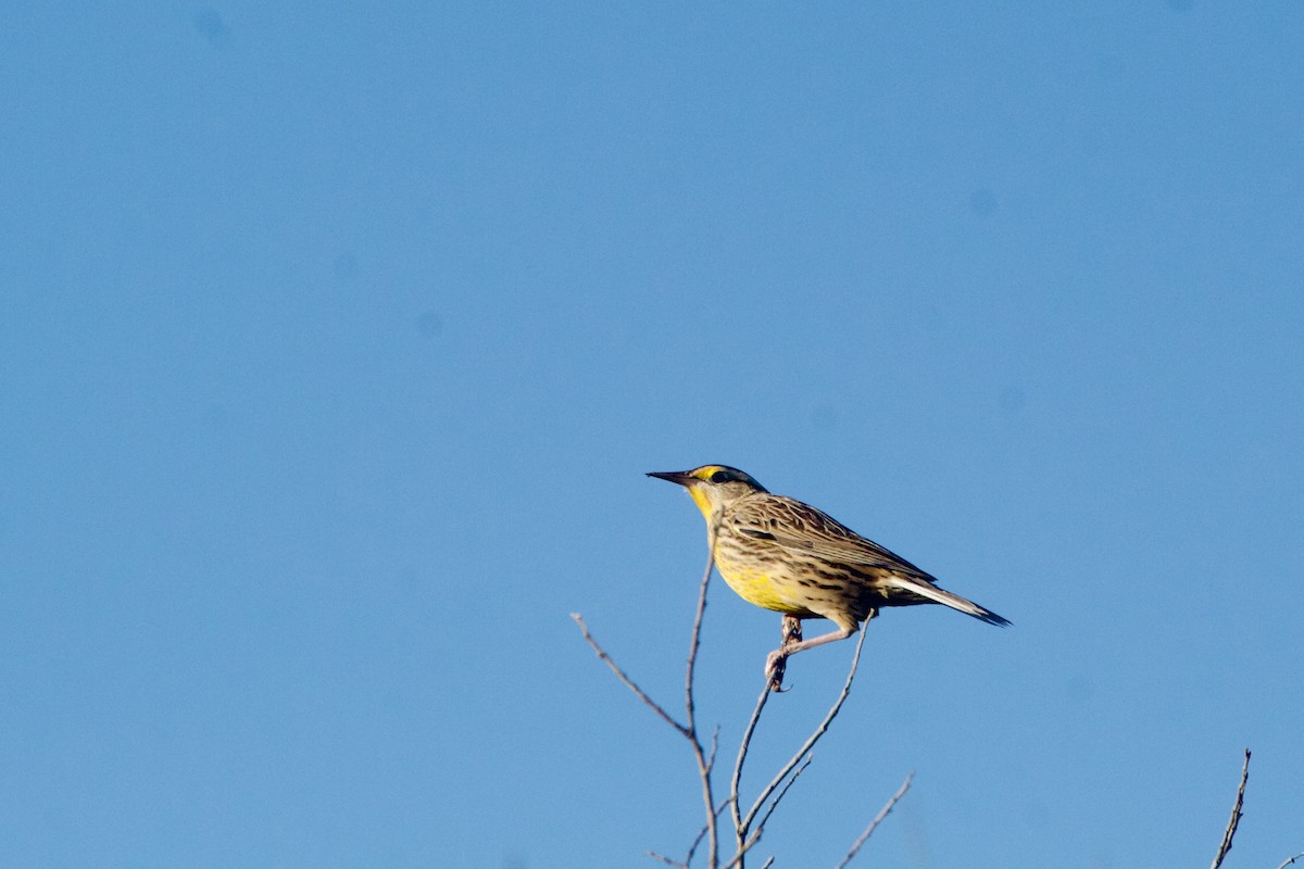 Eastern Meadowlark - ML625129585