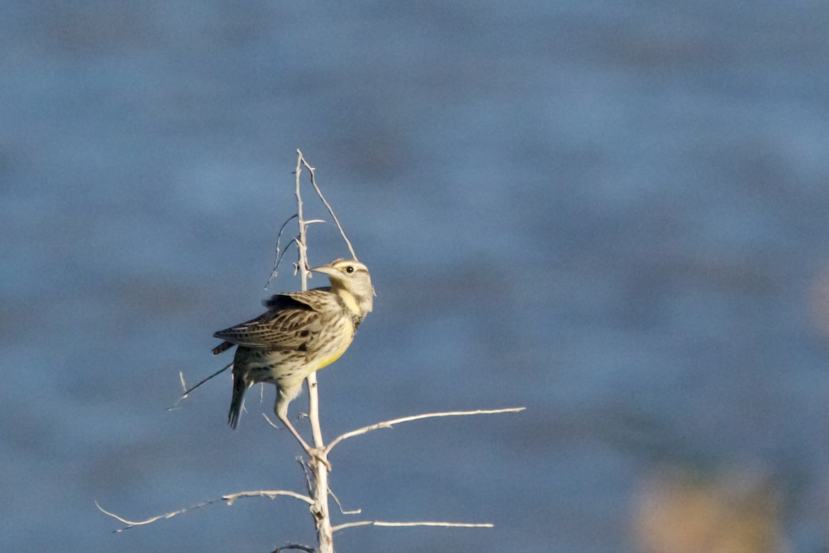 Western Meadowlark - ML625129588