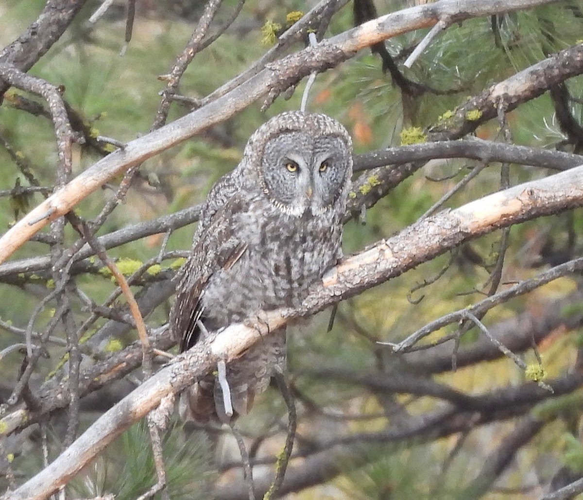 Great Gray Owl - ML625129592