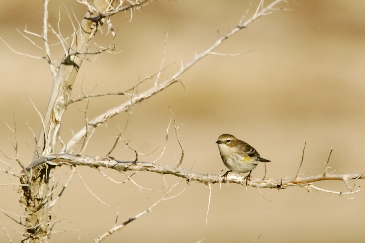 Yellow-rumped Warbler (Myrtle) - ML625129594