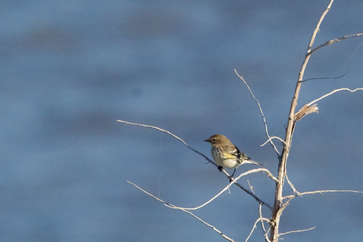 Yellow-rumped Warbler (Myrtle) - ML625129595