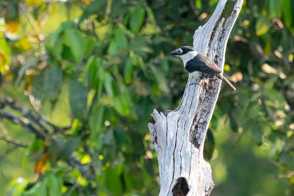 Guianan Puffbird - ML625129743