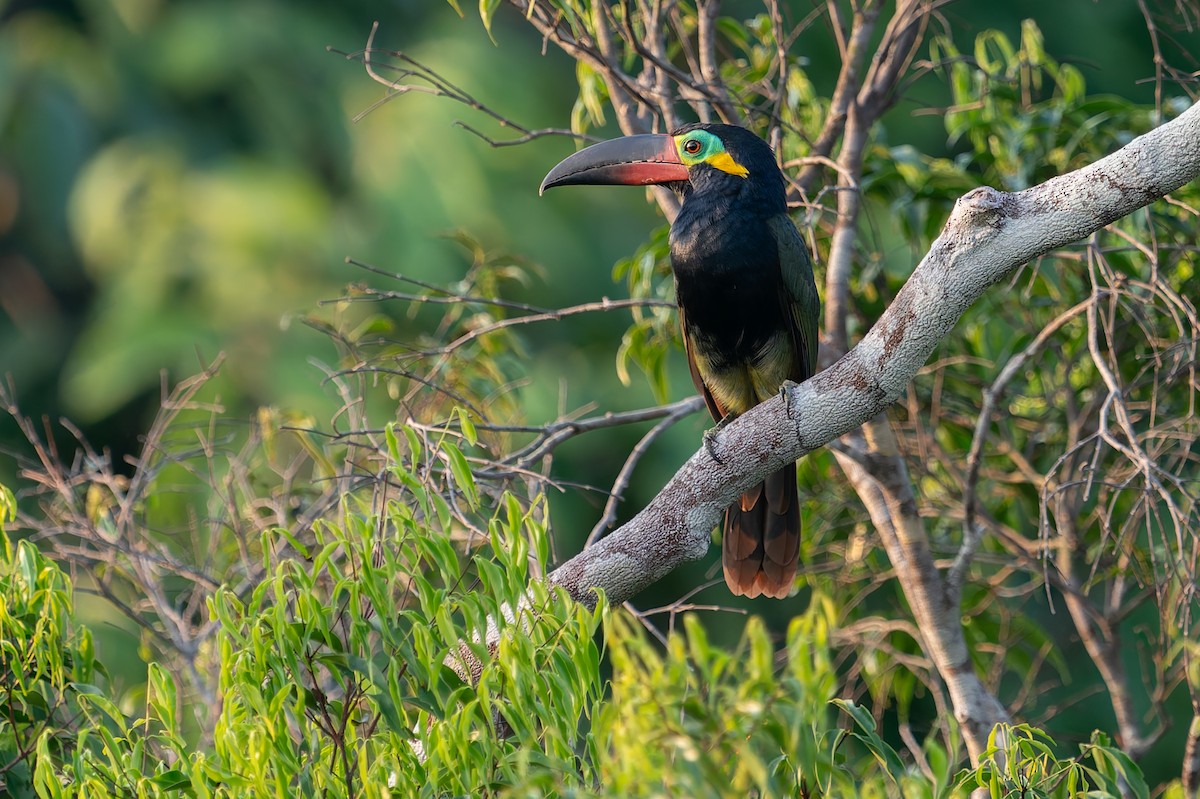 Guianan Toucanet - ML625129753