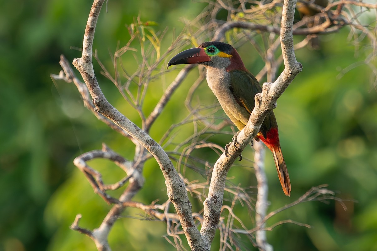 Guianan Toucanet - ML625129754