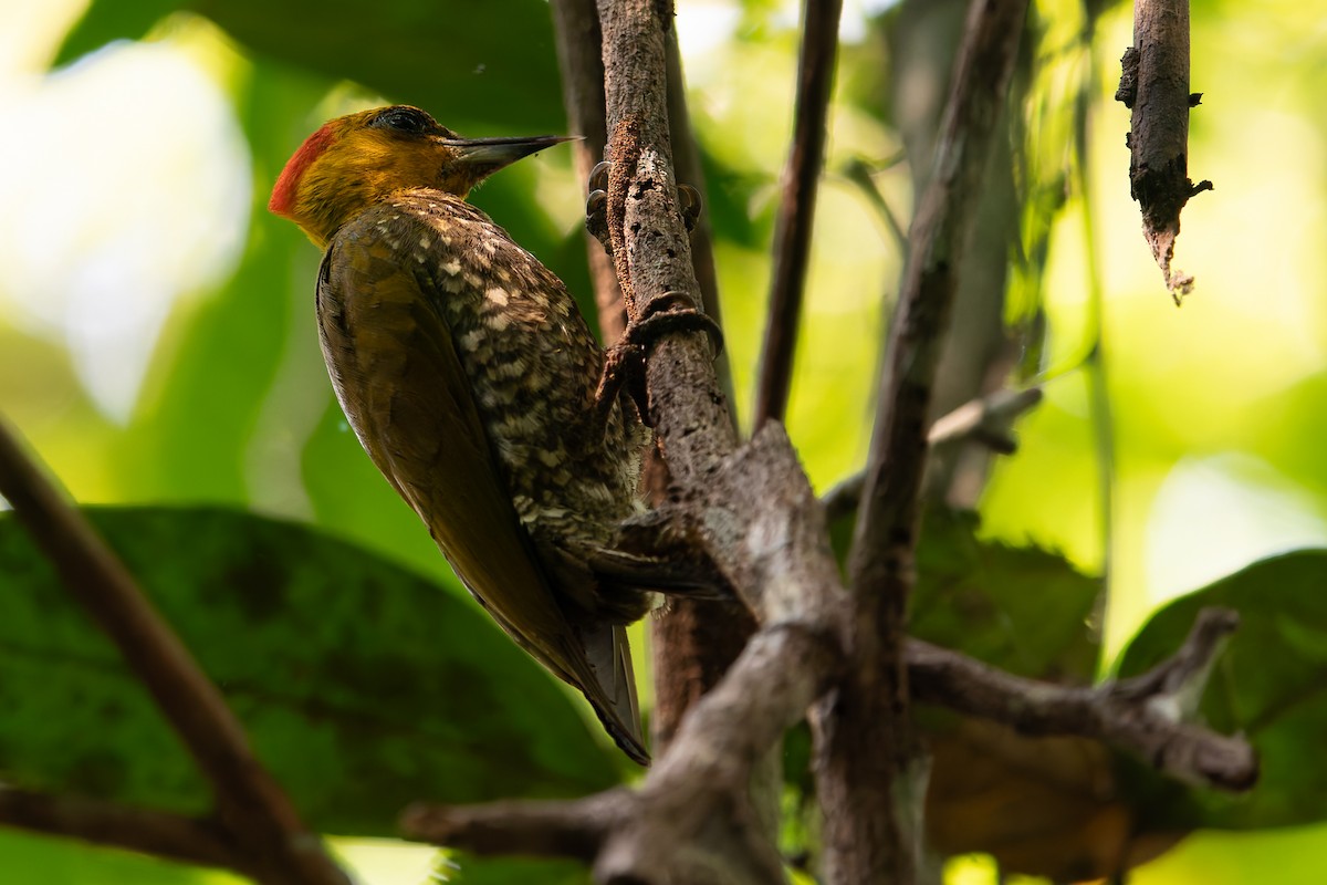 Yellow-throated Woodpecker - ML625129763