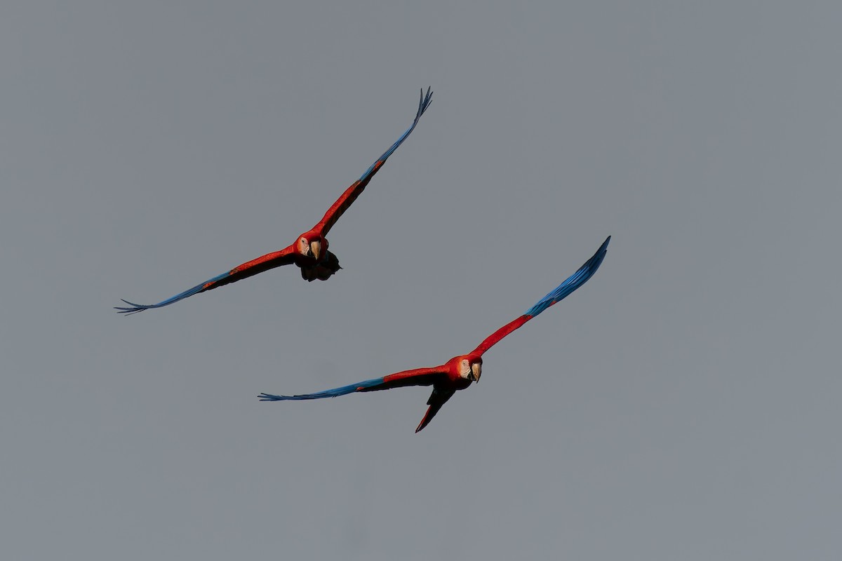 Red-and-green Macaw - ML625129777