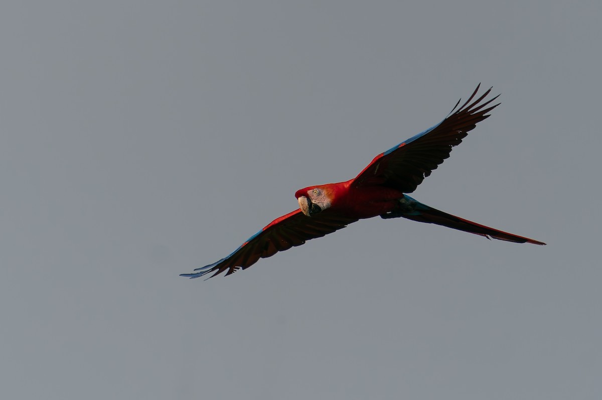 Red-and-green Macaw - ML625129778