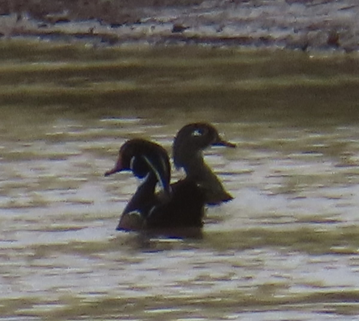 Wood Duck - ML625129793