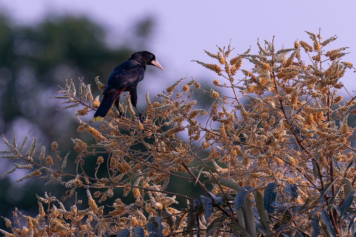 Crested Oropendola - ML625129818