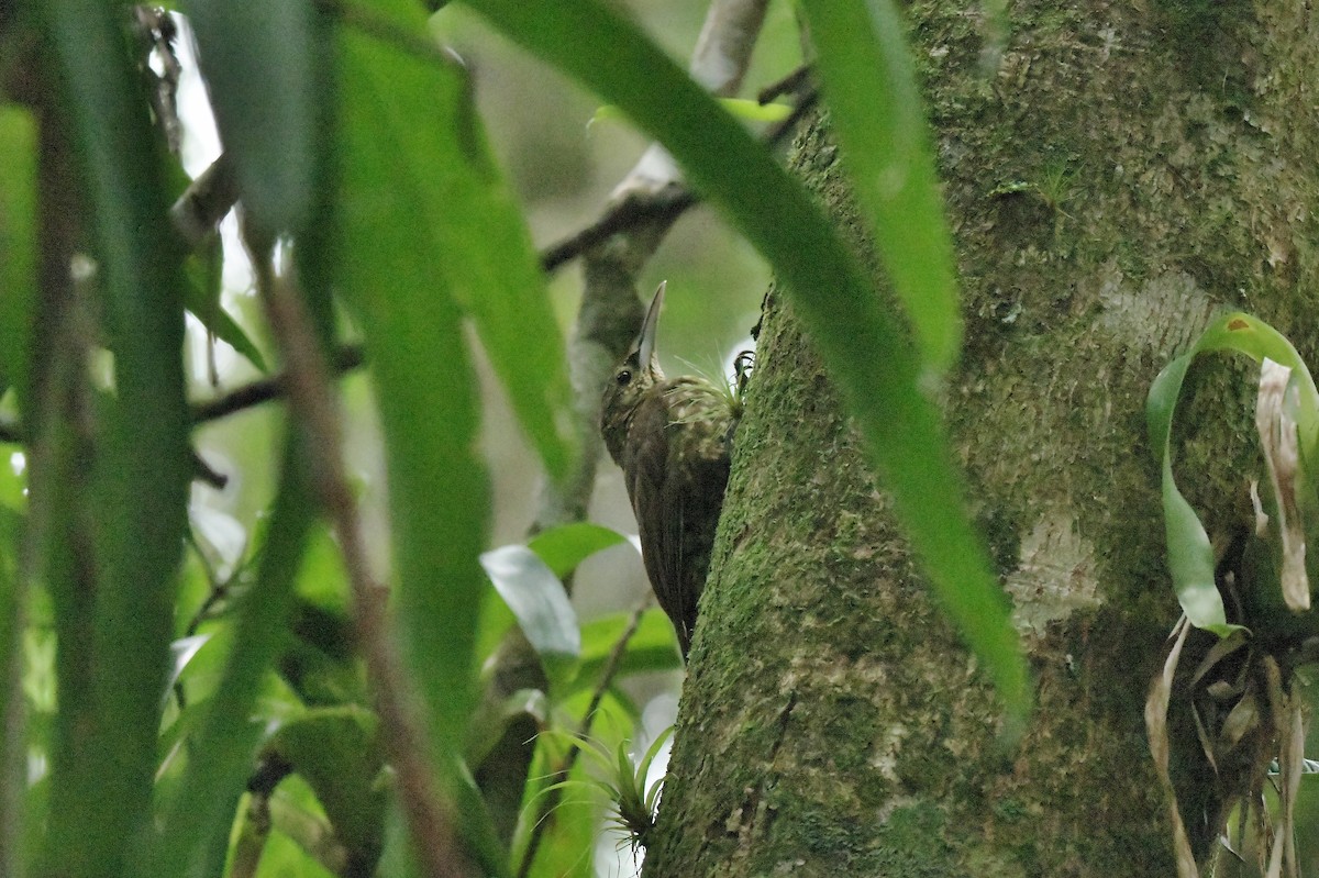 Spotted Woodcreeper - ML625129859
