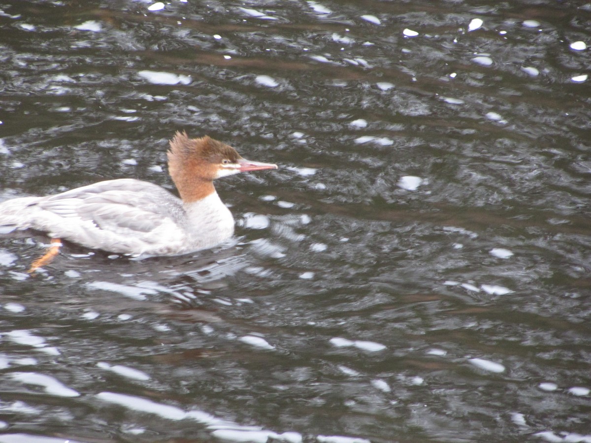 Common Merganser - ML625129913