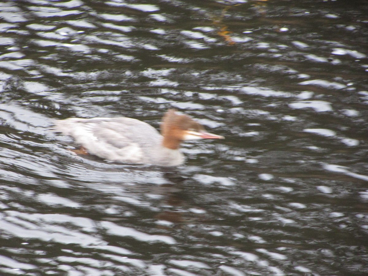 Common Merganser - ML625129914