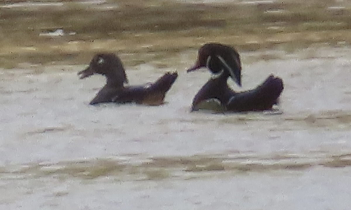 Wood Duck - ML625129917