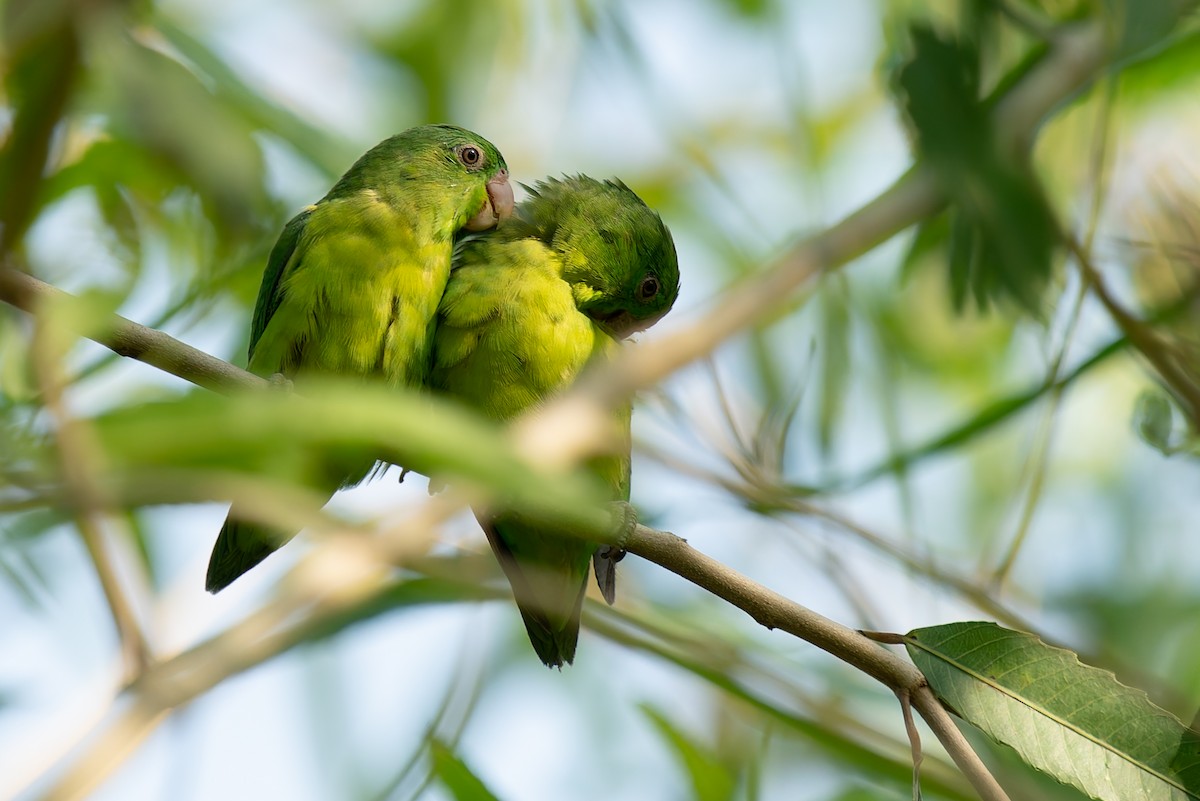 Riparian Parrotlet - ML625129930