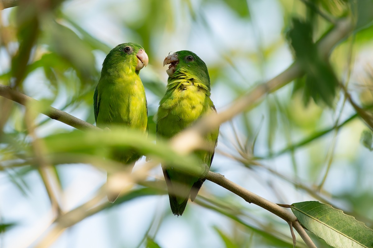 Riparian Parrotlet - ML625129931