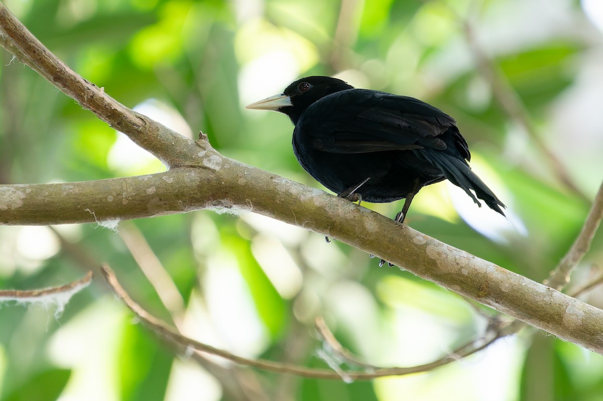 Solitary Black Cacique - Joao Quental JQuental