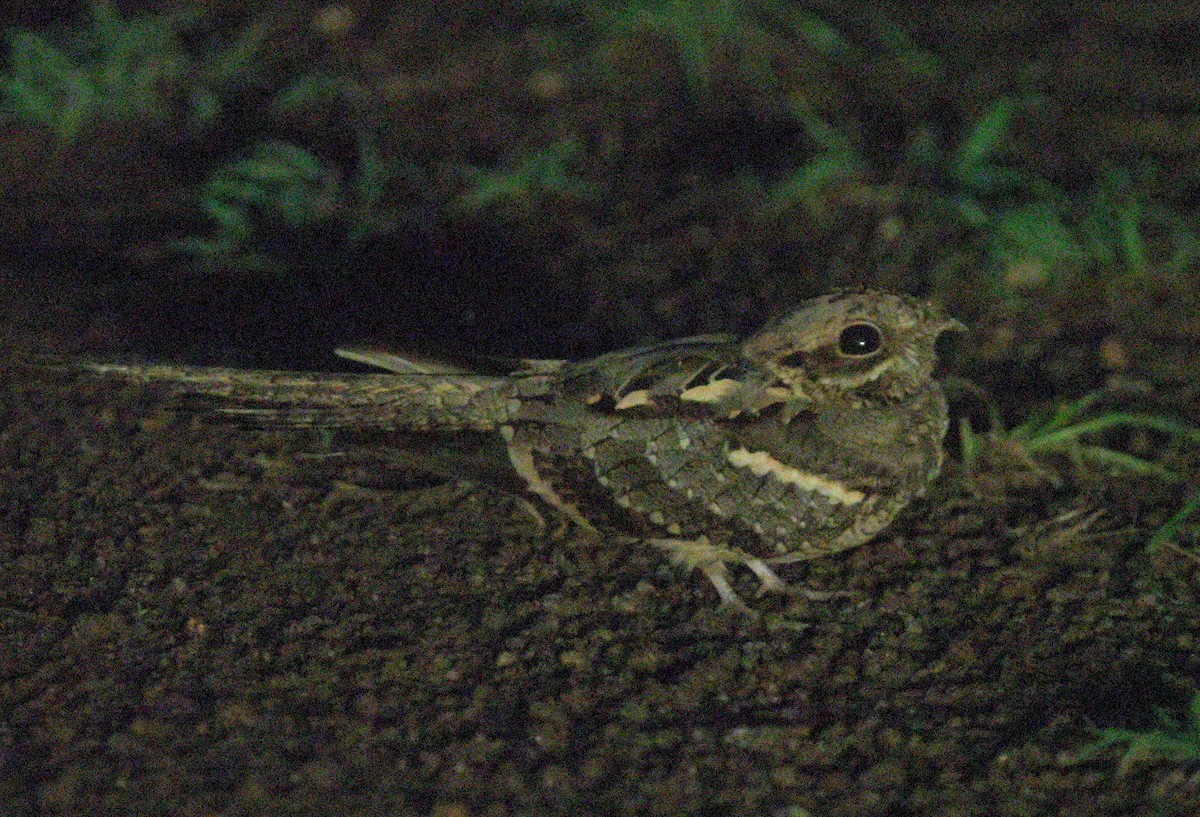 Long-tailed Nightjar - ML625130058