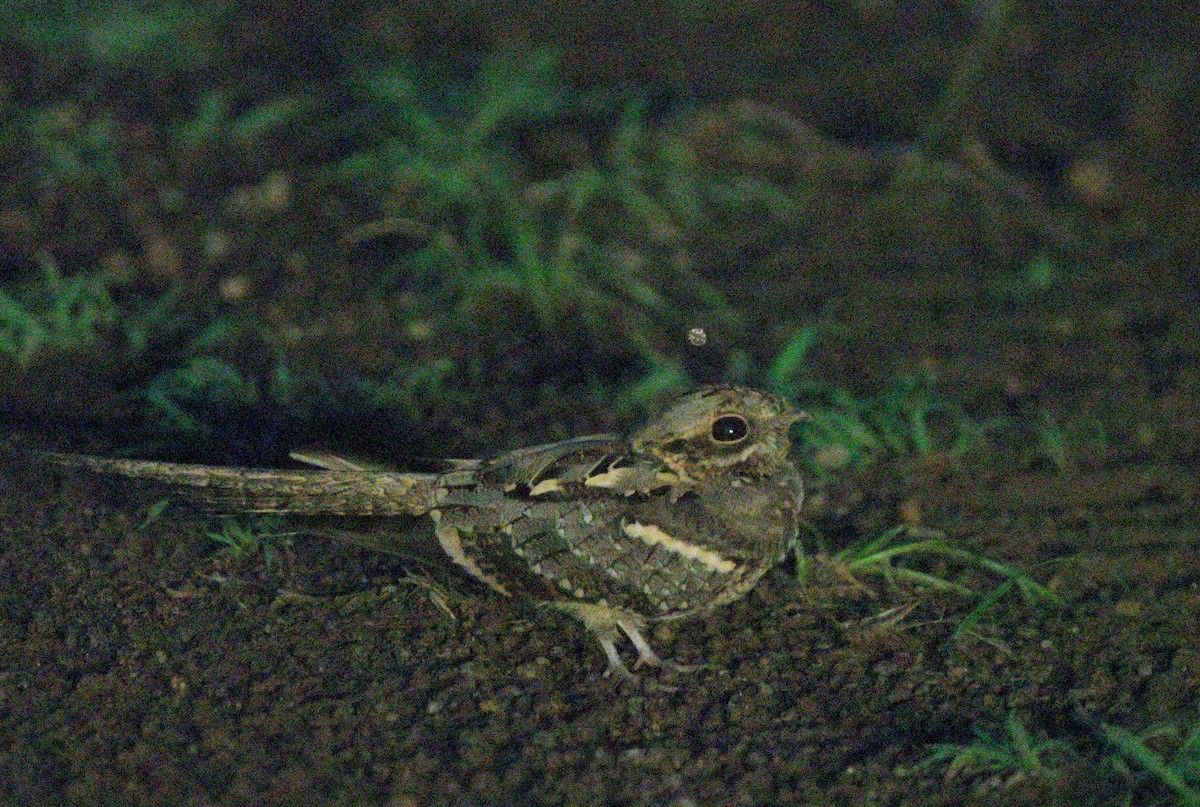 Long-tailed Nightjar - ML625130083