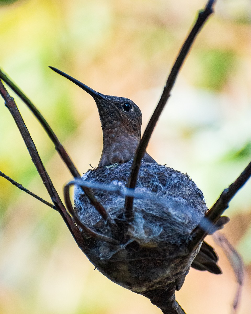 Colibri géant - ML625130109