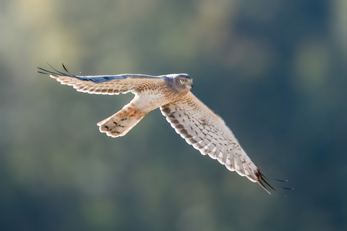 Northern Harrier - ML625130151