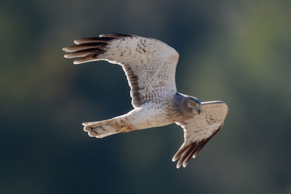 Northern Harrier - ML625130152