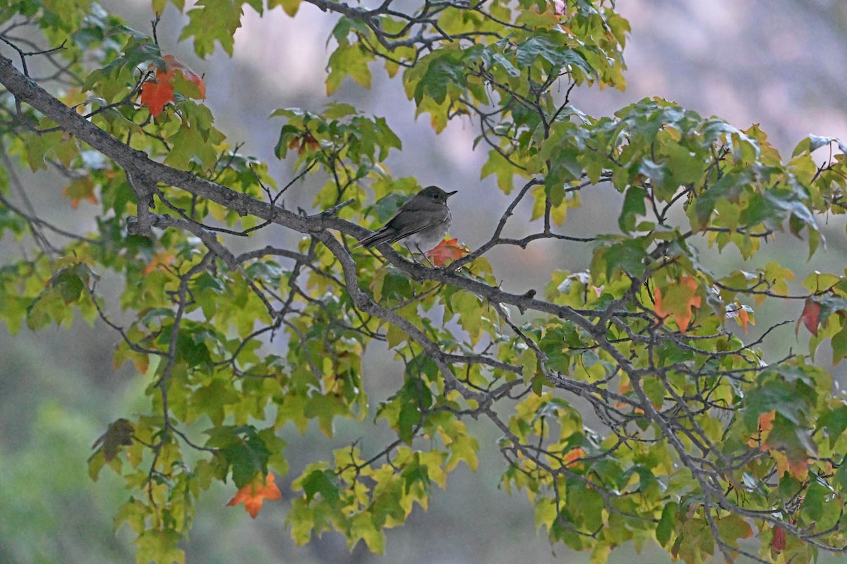 Hermit Thrush - ML625130154