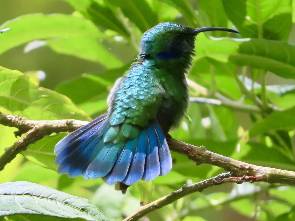 Lesser Violetear - ML625130172